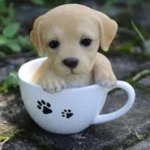 Meet your Posher, Norman